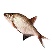 LeЩ