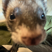 Ferreti