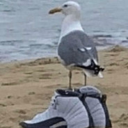 Ballin, but at what cost.