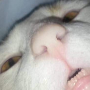 MeowkS