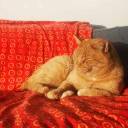 orange kino