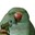 Group Avatar