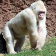 Honkey
