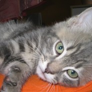Bobi