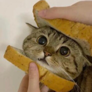 Waffles