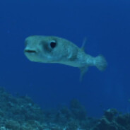 PacificFish