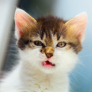 angrycat