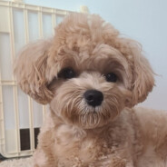 maxthedog