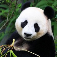 ♛PANDA♛
