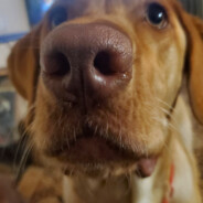 D.B