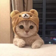 Bongo