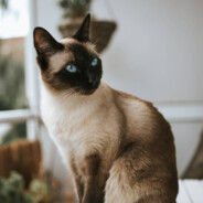 Dharma