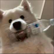 小毒毒