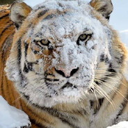 GUCCI WHITE TIGER
