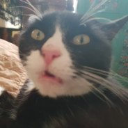 dawson's cat