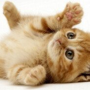 oing