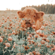 moo_cow<3