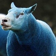 Blue Sheep