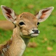 Bambi