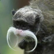 MonkeyBrad91