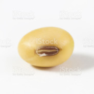 SOYBEAN
