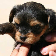 Perro Chocolatero