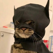 Endý
