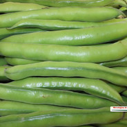 HABICHUELA