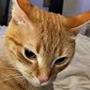 samiviineri
