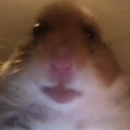 Porno_Zvizda