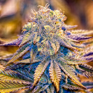 Purple Wreck Regular