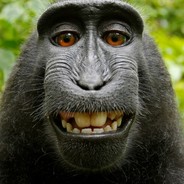 macaque.tv