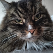 TheKatteNoob