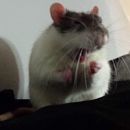 Rat