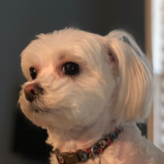 MisterNugg