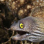 Trustworthy Eel