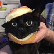 hhhhhy