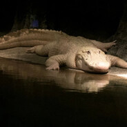 White aligator