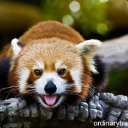Red Panda Express