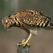 TigerHawk