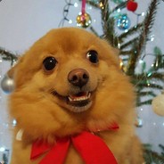 a pomeranian
