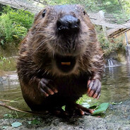 TheBeaver