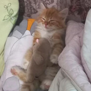 Кабачок