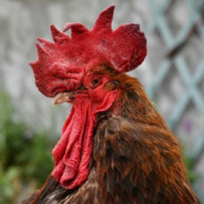 ✯ MAITRE COQ ✯