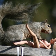 big squirrel