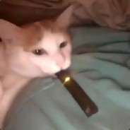 Juuling Dog