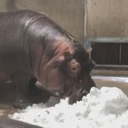 Escobar's Hippos