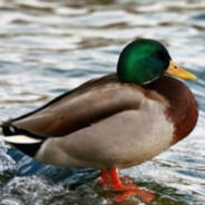 Ente