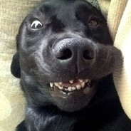 black...dog
