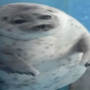 моржек